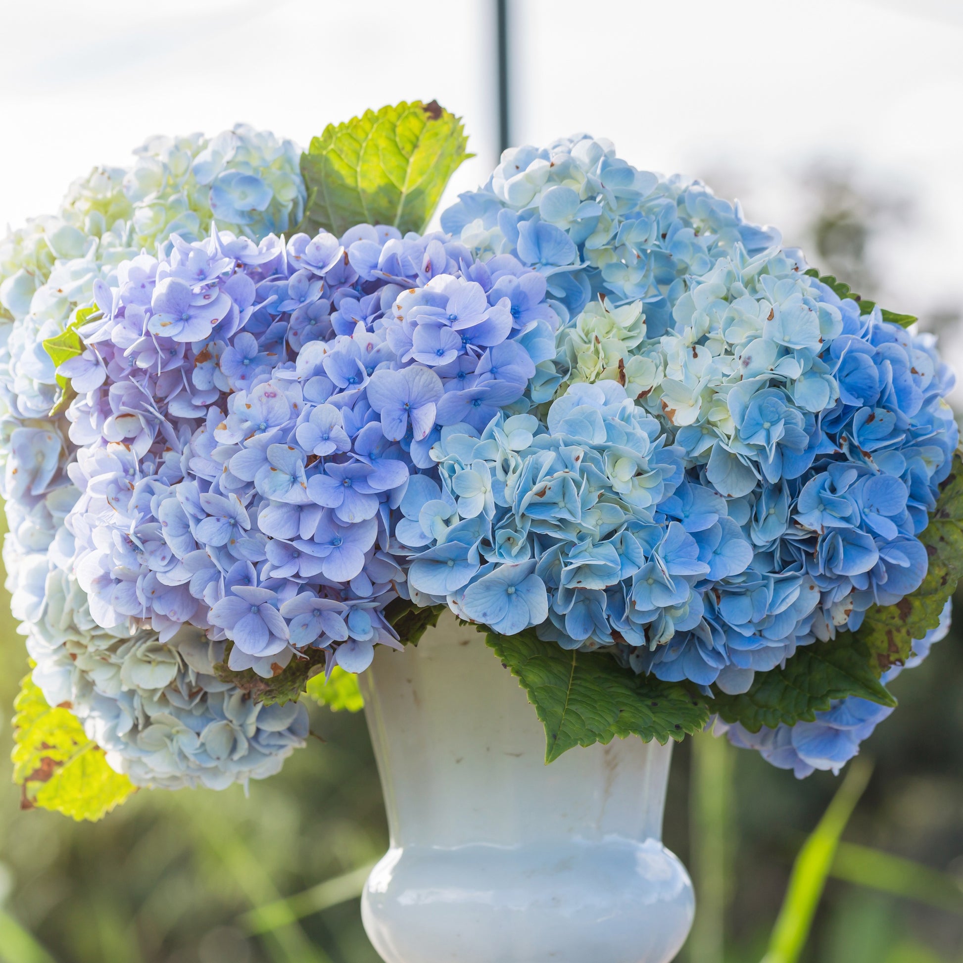 Hydrangea macrophylla - Blauwe Boerenhortensia - Hortensia macrophylla