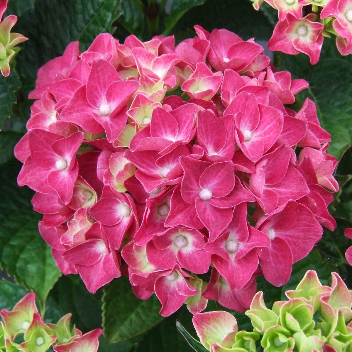 Hortensia macrophylla - Roze Boerenhortensia - Hydrangea macrophylla