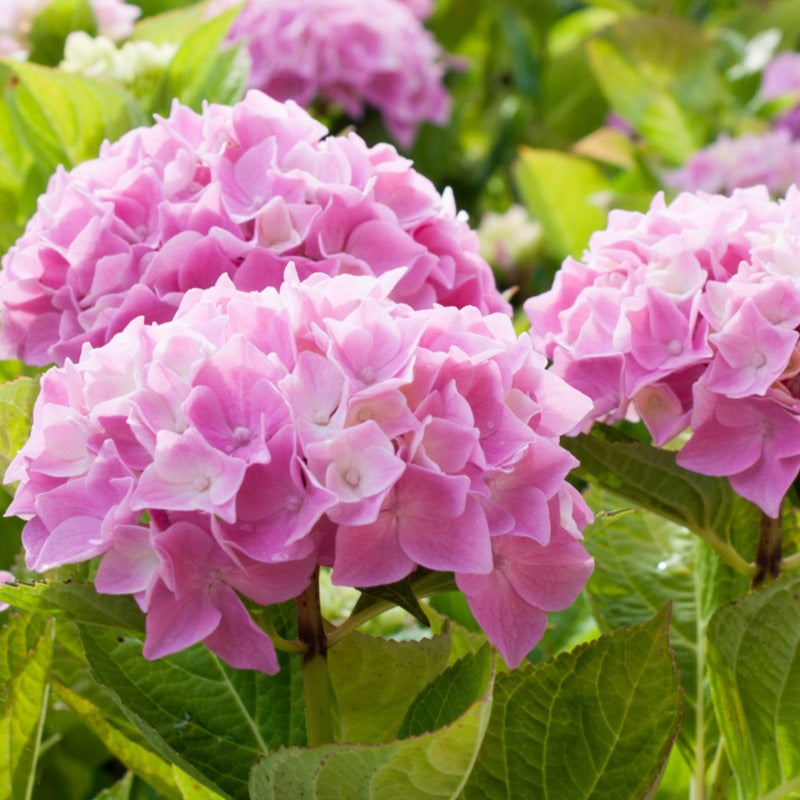 Hortensia macrophylla - Hortensia Collectie: rood, blauw, roze (x3) - Hydrangea macrophylla