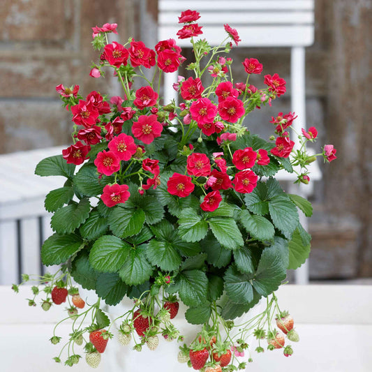 Aardbei 'Summer Breeze Rose' (x3) - Bakker