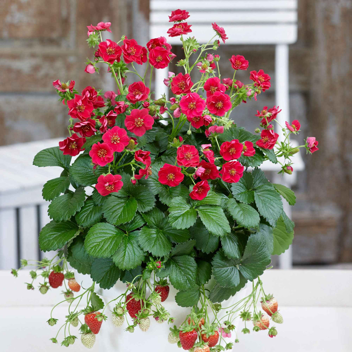 Aardbei 'Summer Breeze Rose' (x3) - Bakker