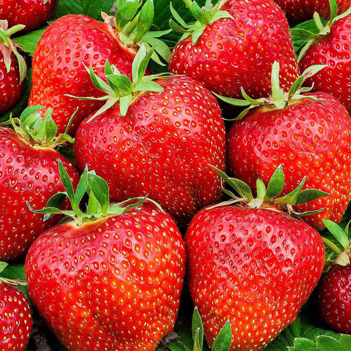 Aardbei 'Summer Breeze Rose' (x3) - Fragaria summer breeze® rose - Bakker