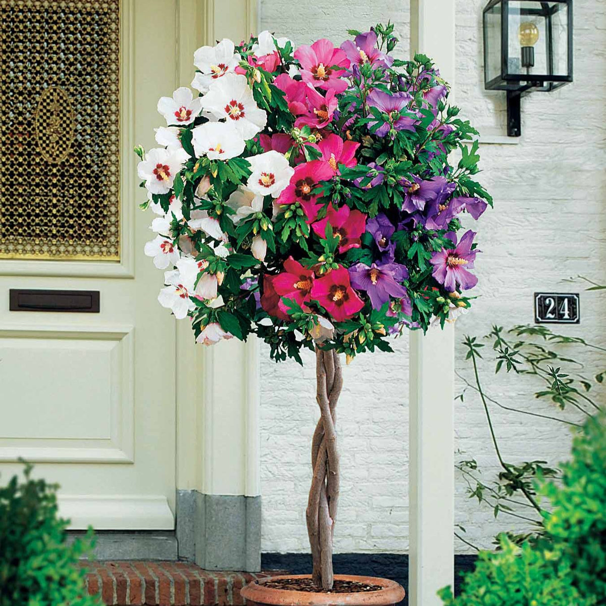 Altheastruik 'Rood-Wit-Blauw' - Bakker
