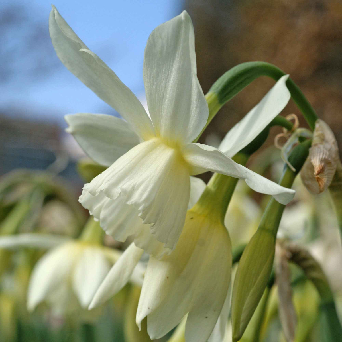 Narcis 'Thalia' (x7) - Bakker