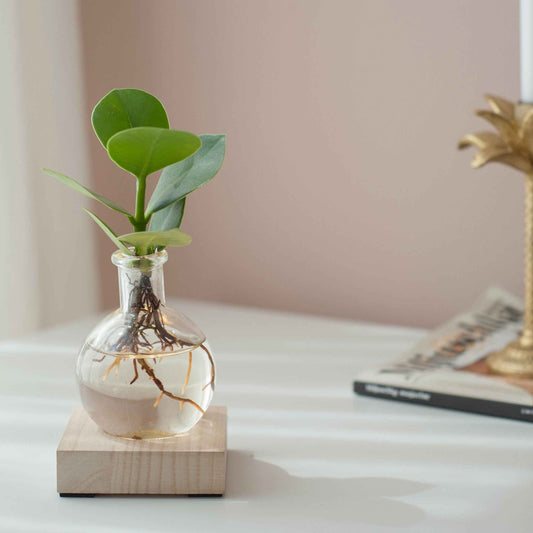 Clusia in Samoa glas met ledverlichting - Hydroponie - Bakker