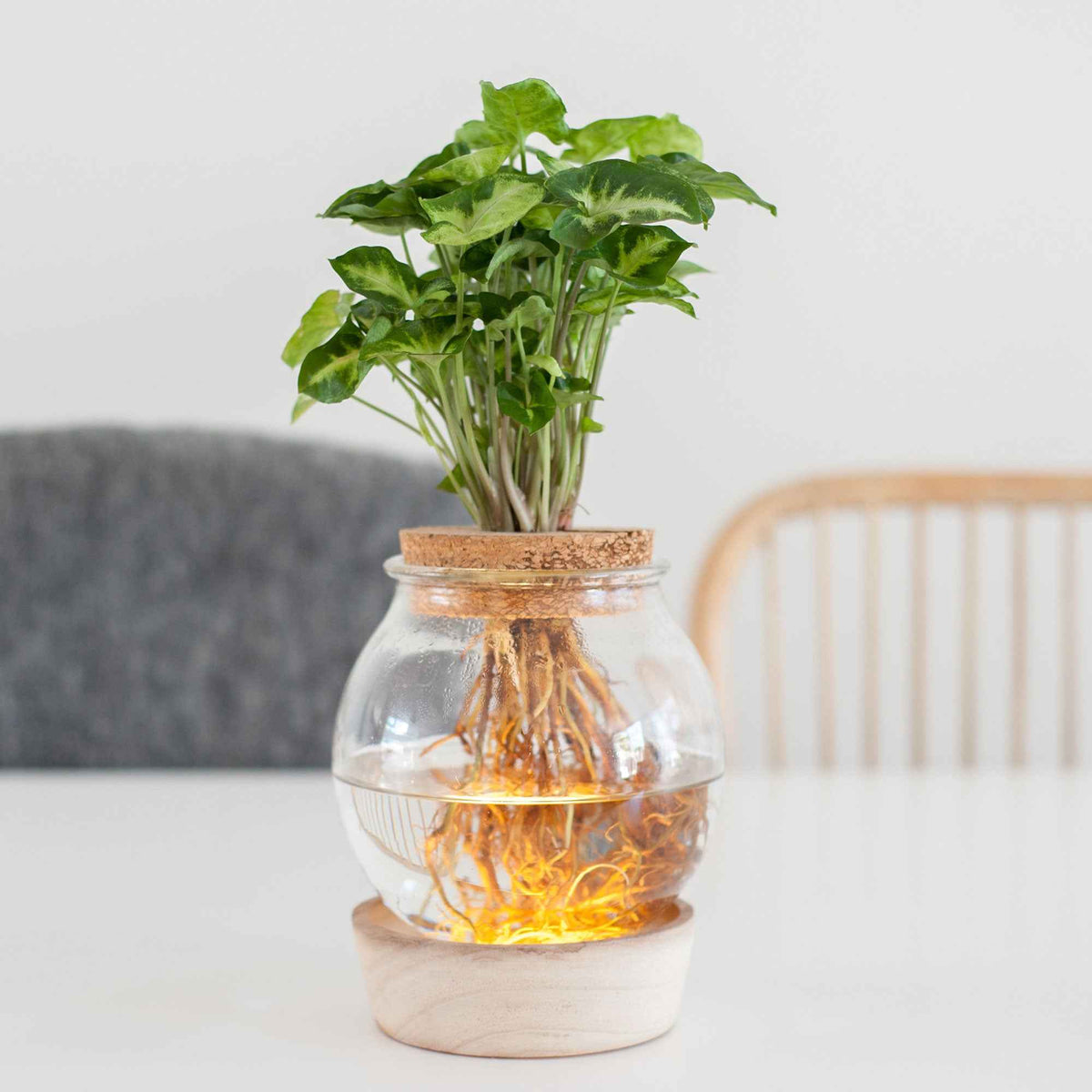 Syngonium in Bolglas met ledverlichting - Hydroponie - Bakker