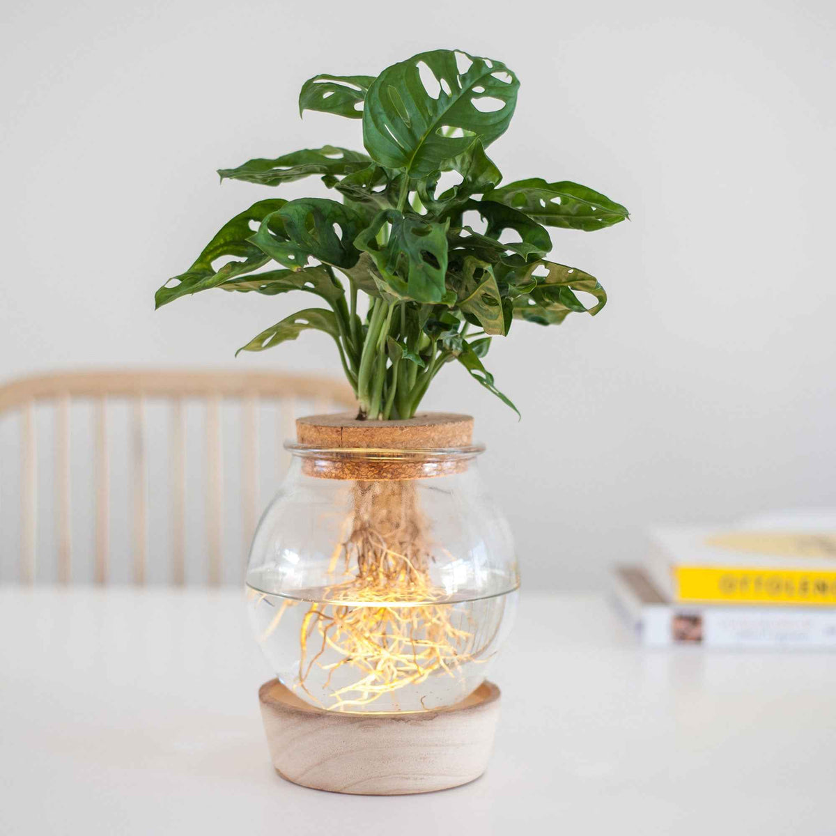Monstera in Bolglas met ledverlichting - Hydroponie - Bakker