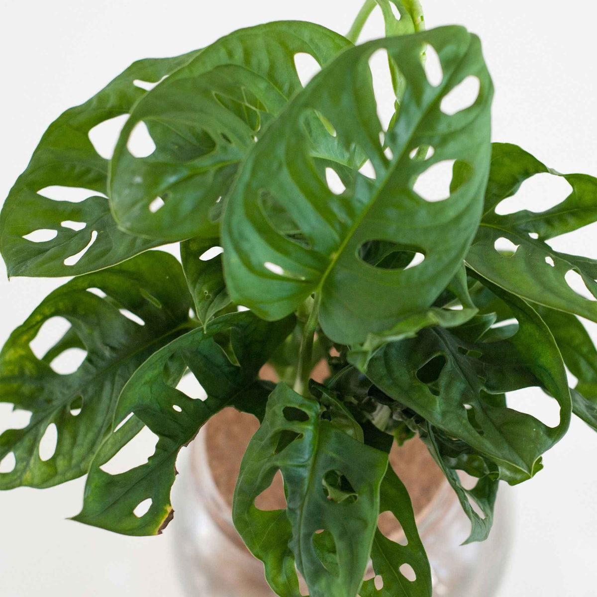 Hydroponische planten - Monstera in Bolglas met ledverlichting - Hydroponie - Monstera
