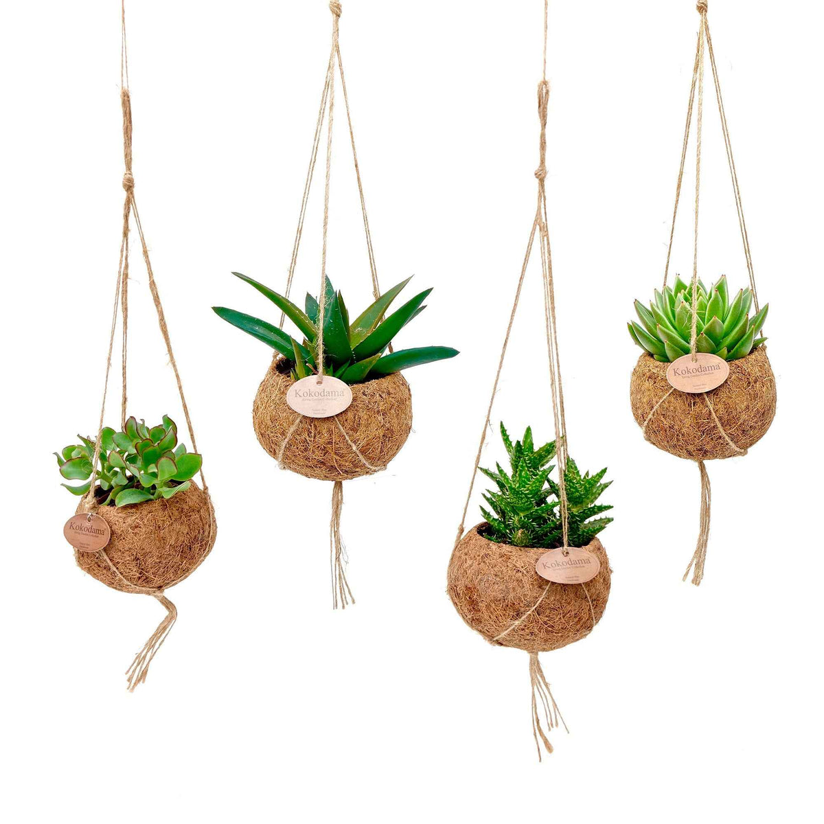 Kokodama vetplant Mix incl. kokopot - Bakker