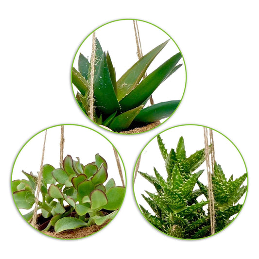 Kokodama vetplant Mix incl. kokopot - Kokodama Succulentmix - Op soort