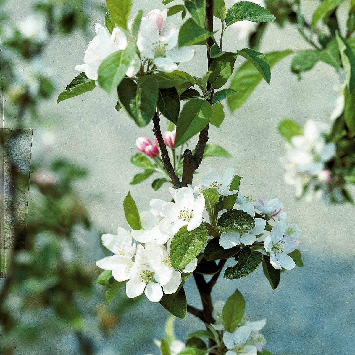 Verkoop Appelboom 'Reine des Reinettes' - Malus domestica Reine des Reinettes