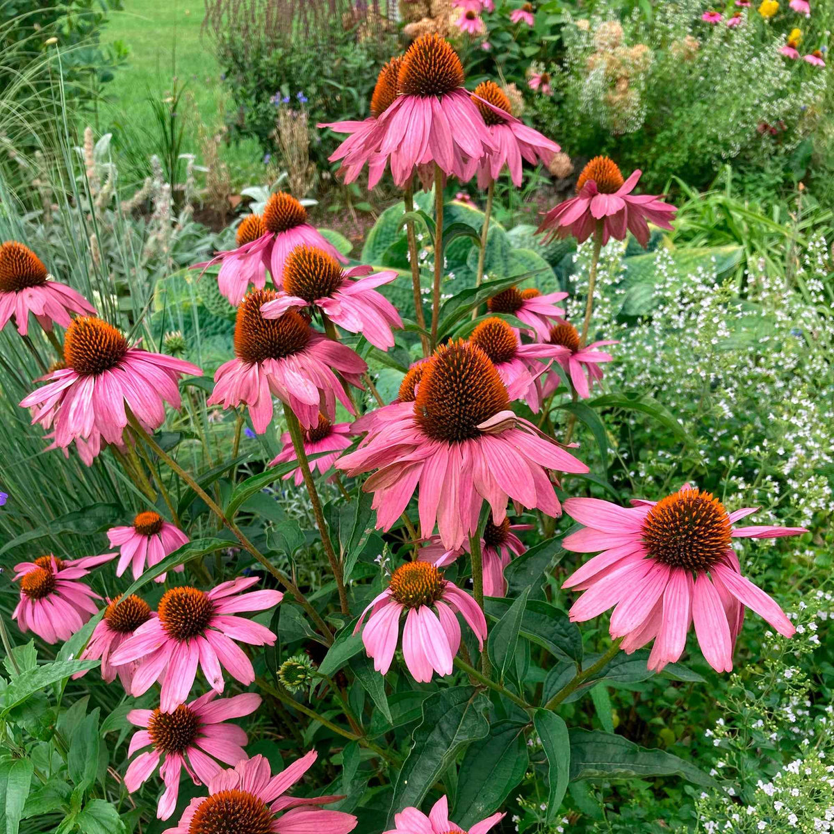 Zonnehoed 'Magnus Superior' - Echinacea purpurea magnus superior - Bakker