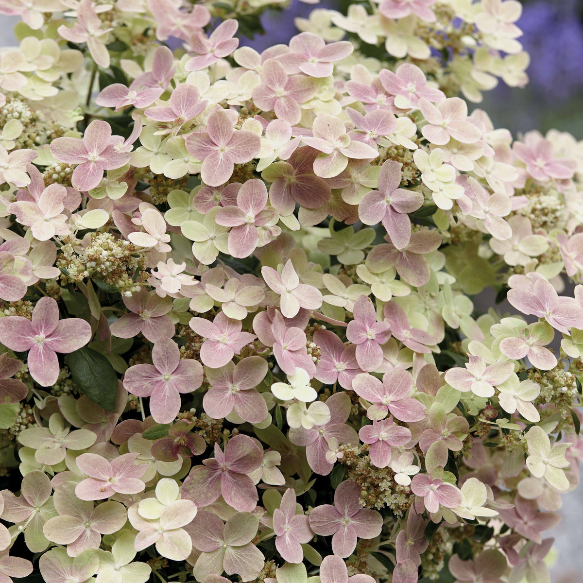 Pluimhortensia Hydrangea paniculata Roze-Wit - Winterhard - Hydrangea paniculata polestar ® ' breg14' - Bakker