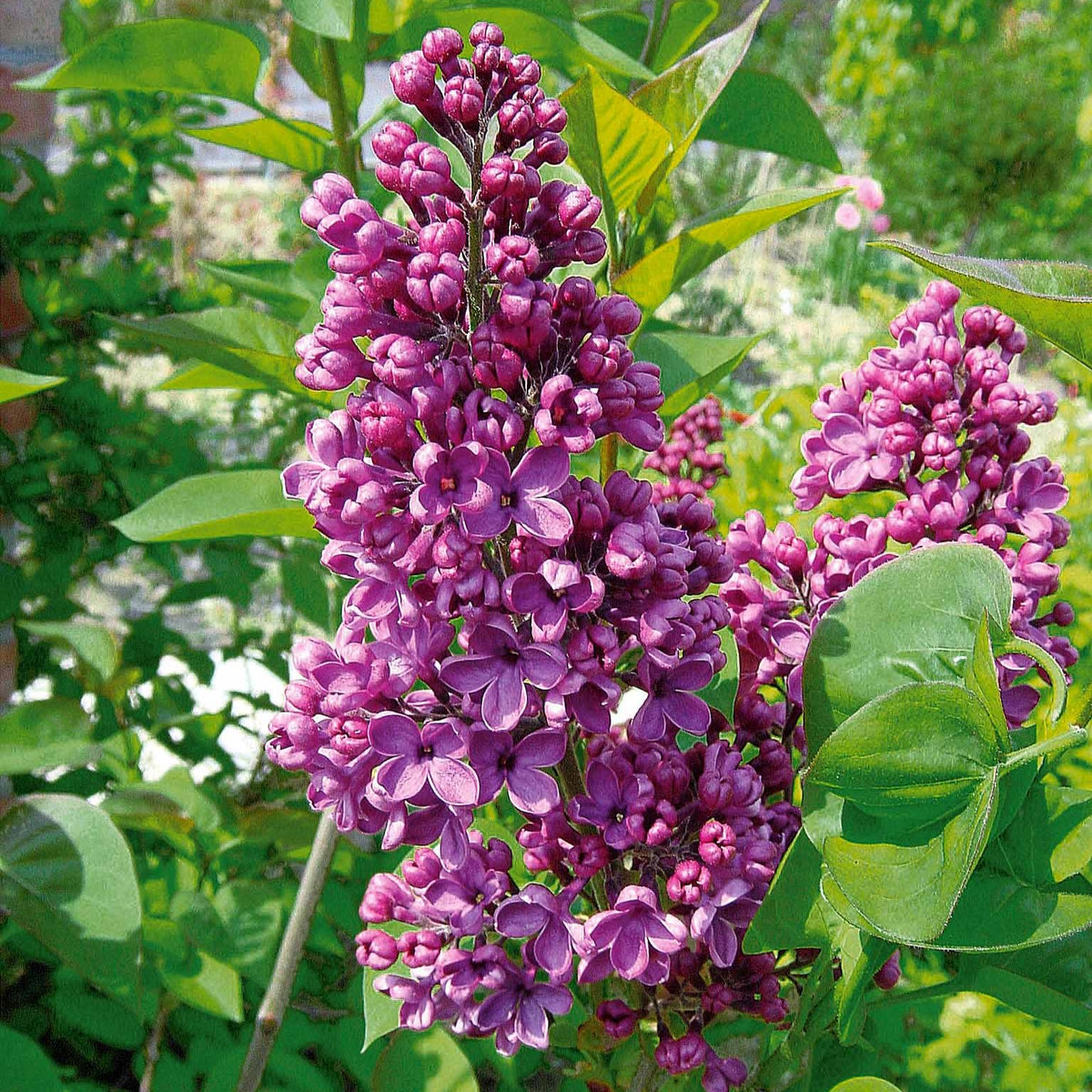 Collectie dubbele seringen: blauw, rood, lila, wit (x4) - Syringa vulgaris - Bakker