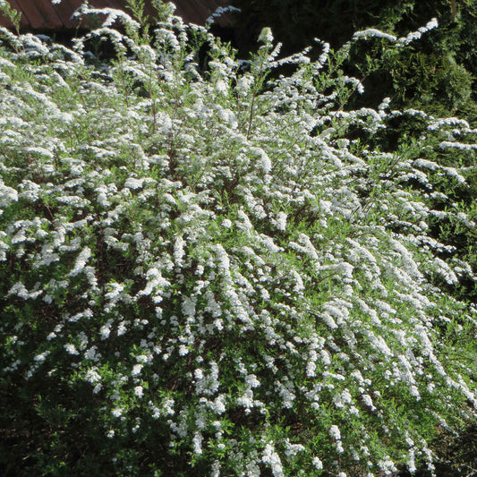 Spierstruik 'Grefsheim' - Spiraea cinerea  grefsheim - Tuinplanten