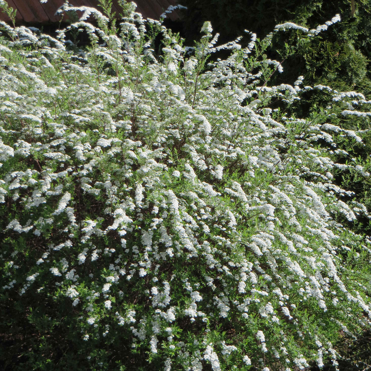 Verkoop Voorjaarshagen collectie (x4)