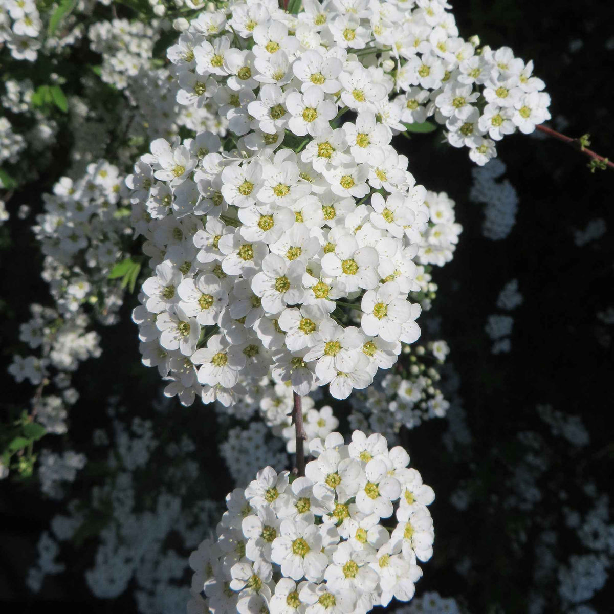 Spierstruik 'Grefsheim' - Spiraea cinerea Grefsheim - Bakker