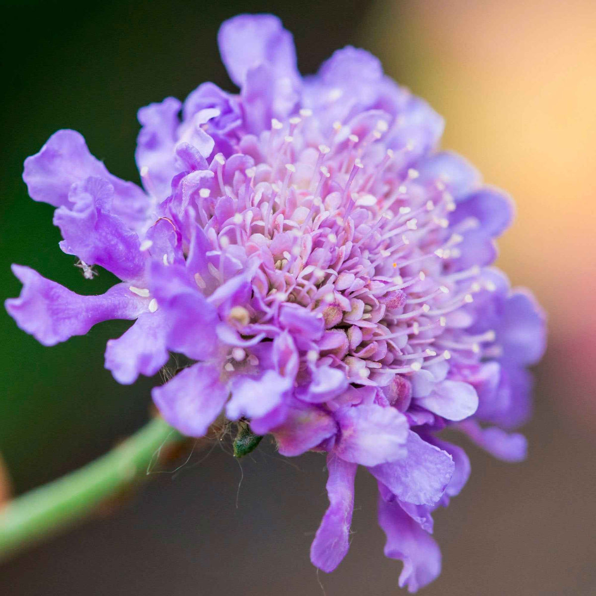 Druifkruid - Scabiosa columbaria - Bakker