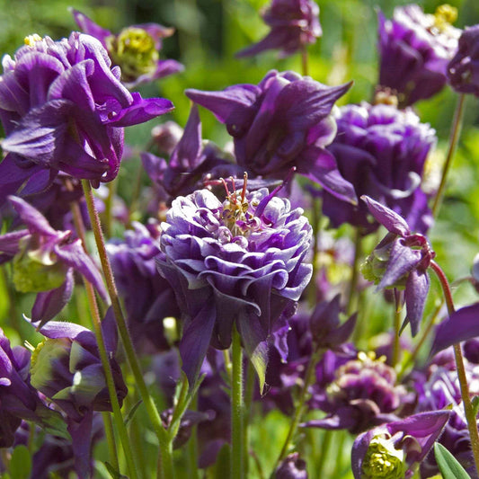 Akelei (x3) - Aquilegia vulgaris - Tuinplanten