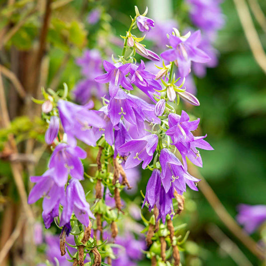 Klokjesbloem - Campanula trachelium - Tuinplanten