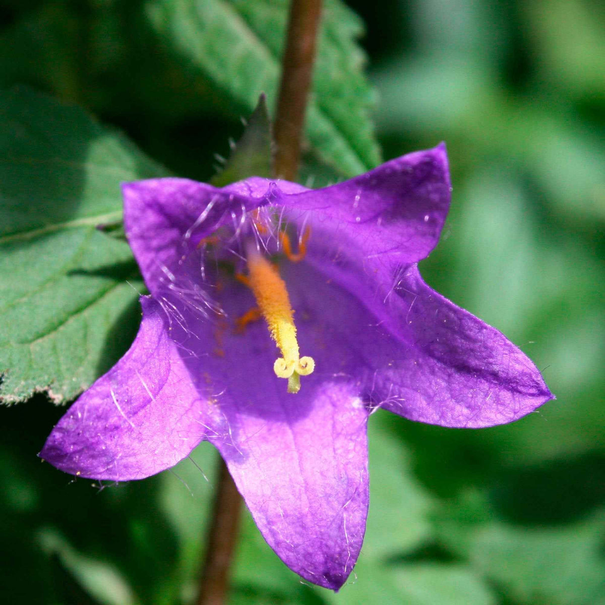 Hybride klokje 'Viking' - Campanula Viking - Bakker