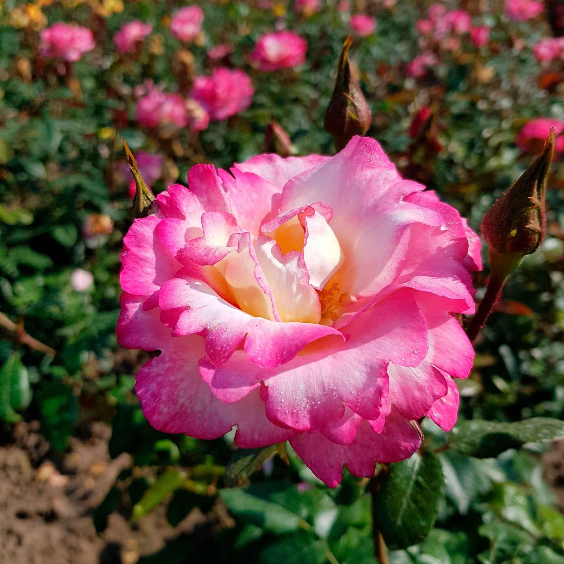 Klimroos 'Haendel' - Rosa haendel - Tuinplanten