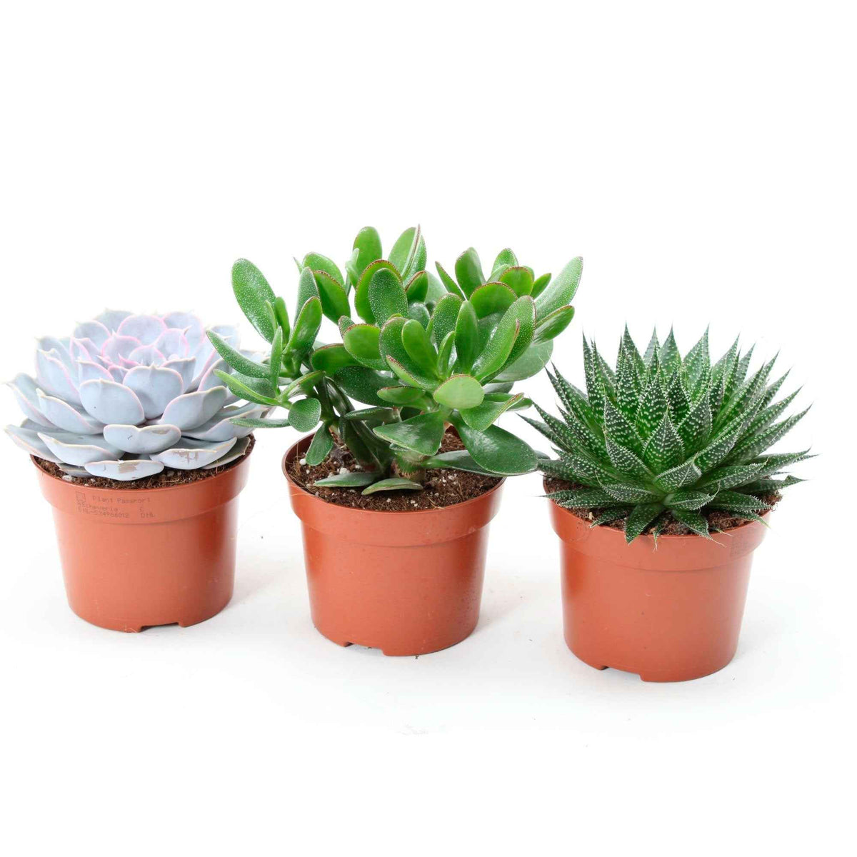 Succulent Mix - Aloé, Echeveria, Crassula (x3) - Aloe , Echeveria , Crassula - Bakker