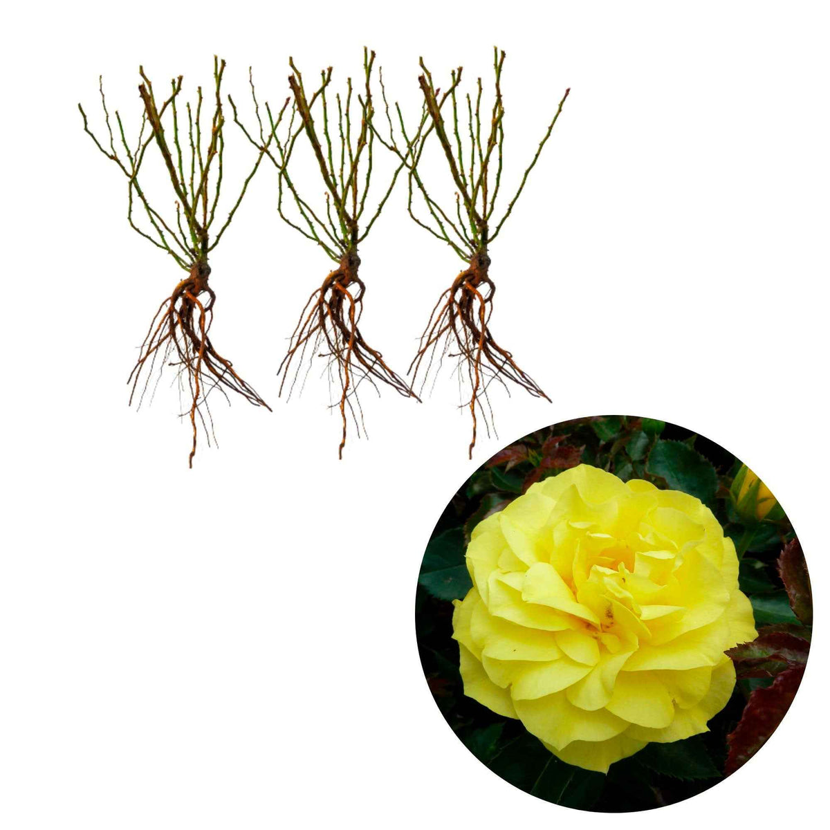 Trosoos 'Friesia' (x3) - Rosa polyantha friesia - Bakker