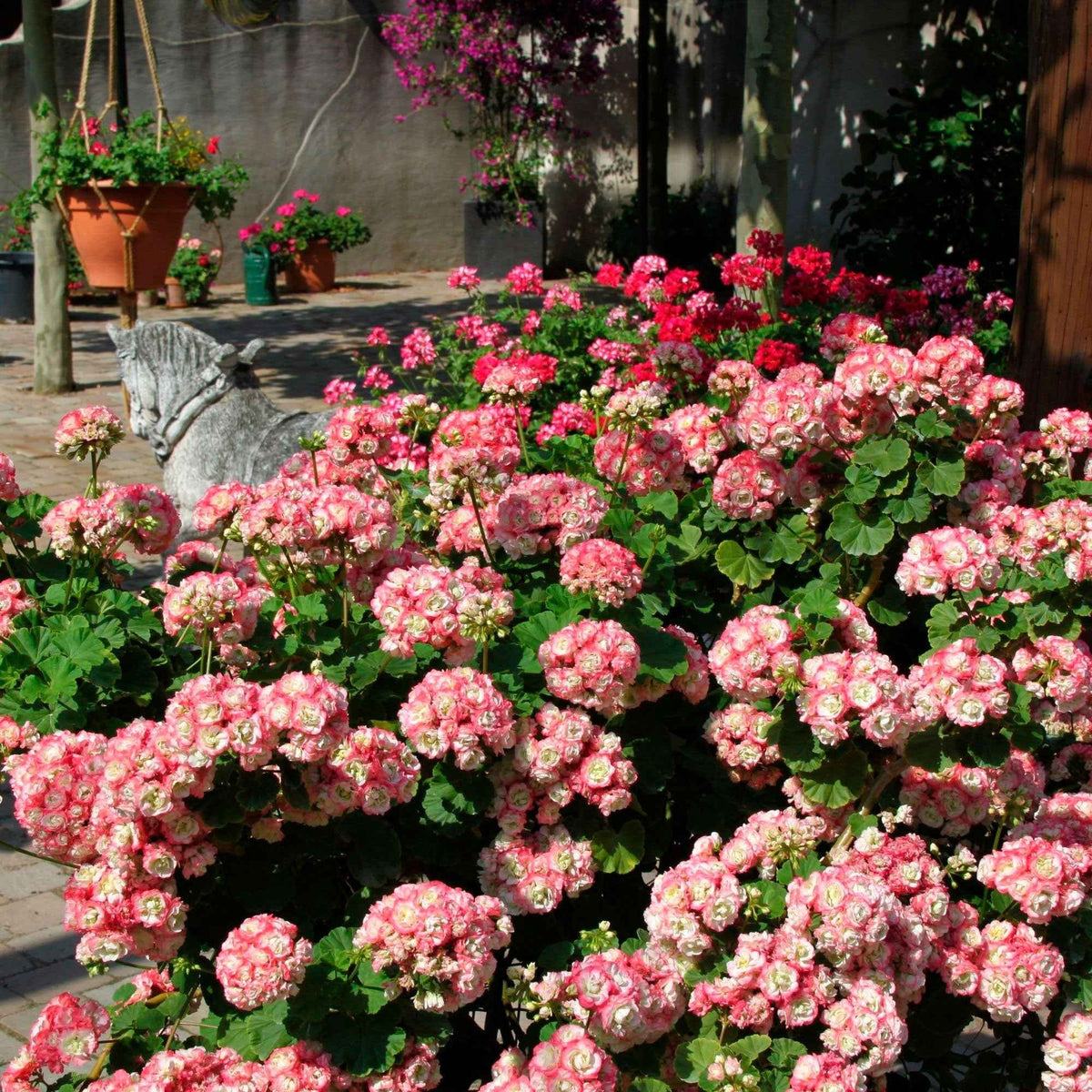 Geranium 'Appleblossom' (x3) - Bakker
