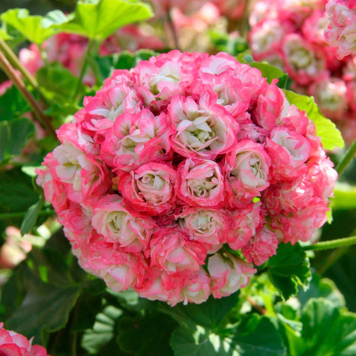 Pelargonium zonale apple blossom - Geranium 'Appleblossom' (x3) - Geranium - Pelargonium