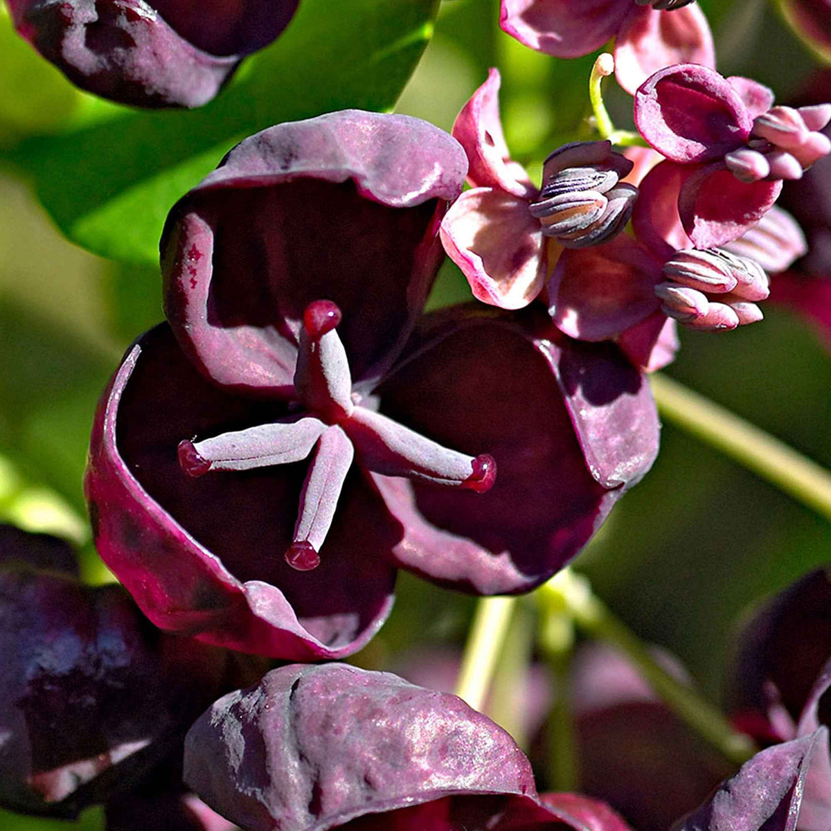 Schijnaugurk - Akebia quinata - Bakker