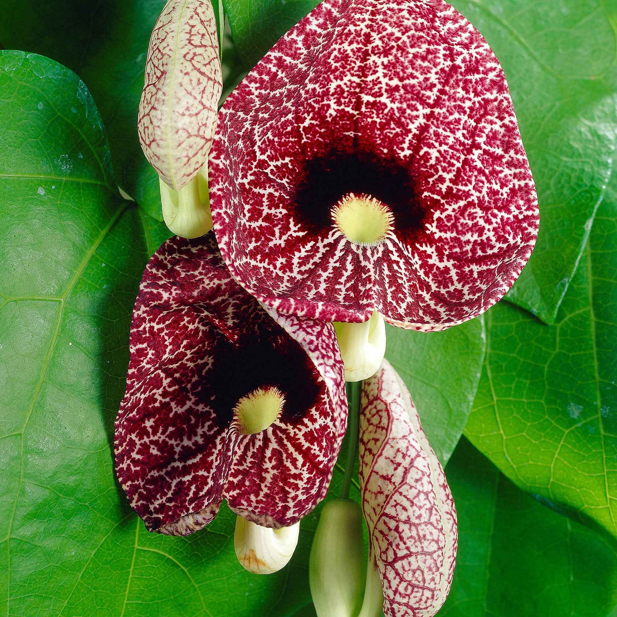 Duitse pijp - Aristolochia macrophylla - Bakker