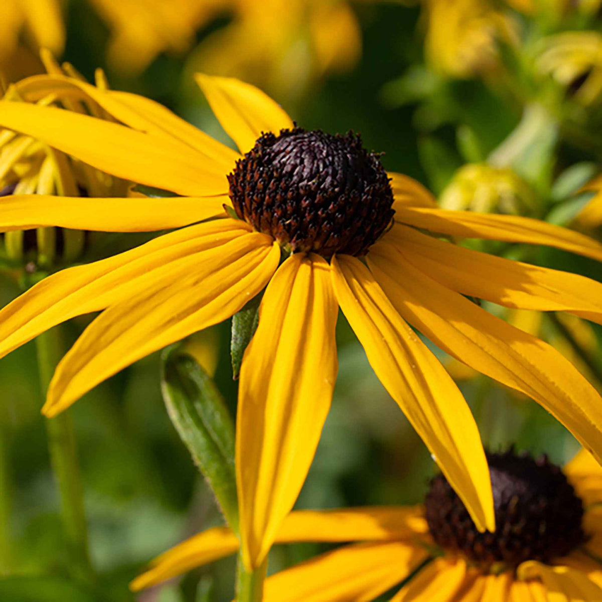 Zonnehoed 'Goldsturm' - Rudbeckia fulgida Goldsturm - Bakker