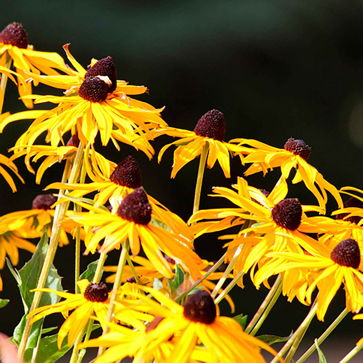 Rudbeckia fulgida Goldsturm - Zonnehoed 'Goldsturm' - Rudbeckia