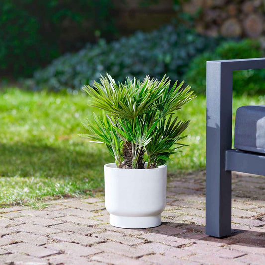 Europese dwergpalm 3 Liter pot - Bakker