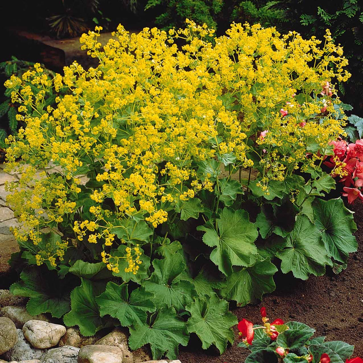 Alchemilla mollis - Vrouwenmantel (x3) - Alchemilla - Vrouwenmantel