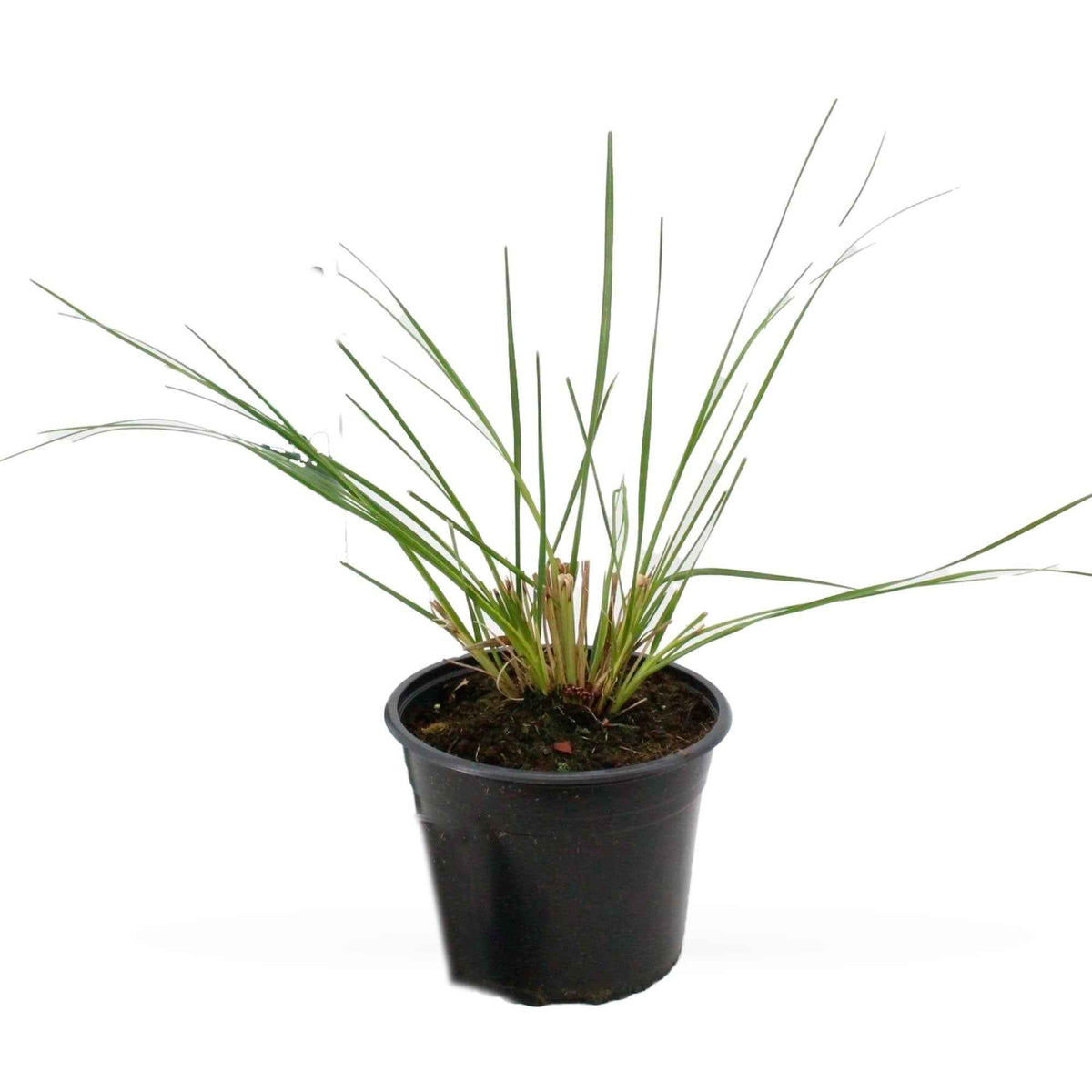 Cortaderia selloana pumila - Pampasgras 'Pumila' - Pampasgras - Cortaderia