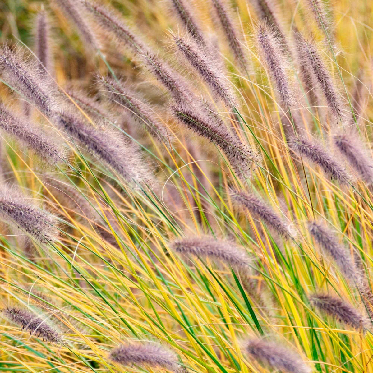 Lampenpoetsersgras 'Viridescens' - Pennisetum alopecuroides f. viridescens - Bakker