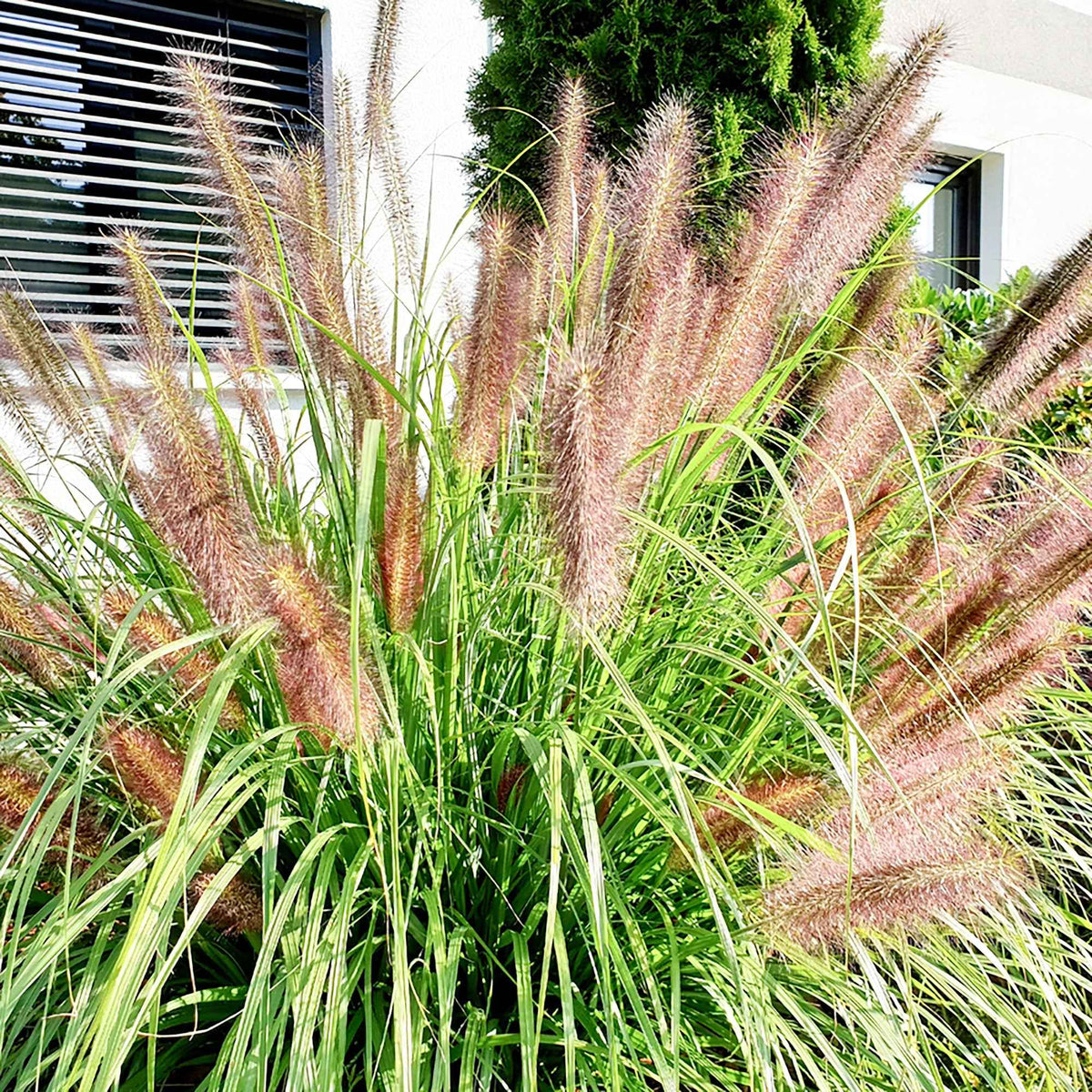 Lampenpoetsersgras 'Flamingo' - Pennisetum orientale flamingo - Bakker