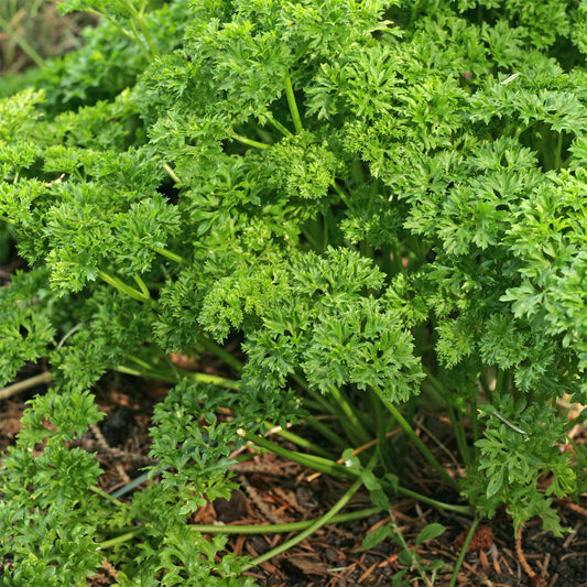 Peterselie 'Bravour' - Petroselinum crispum  bravour - Kruiden