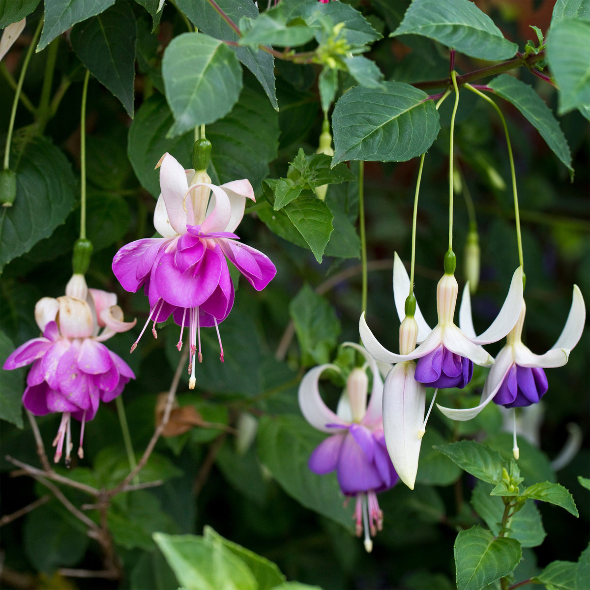 Fuchsia 'Blue Sarah - winterhard (x3) - Bakker