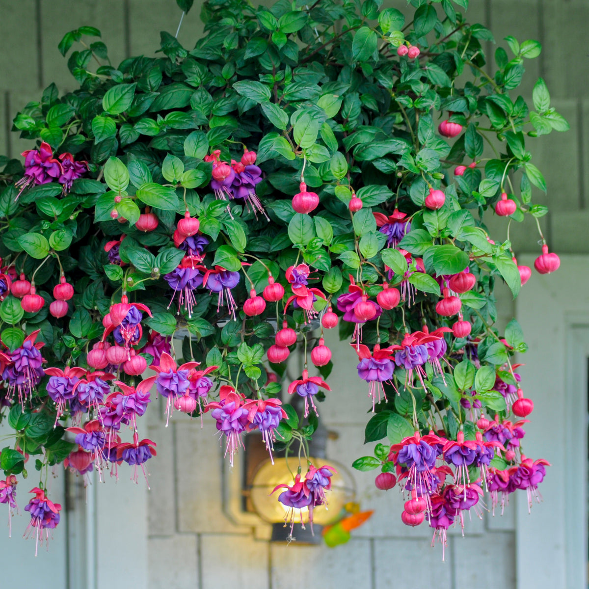 Bellenplant 'Dark Eyes' (x3) - Bakker