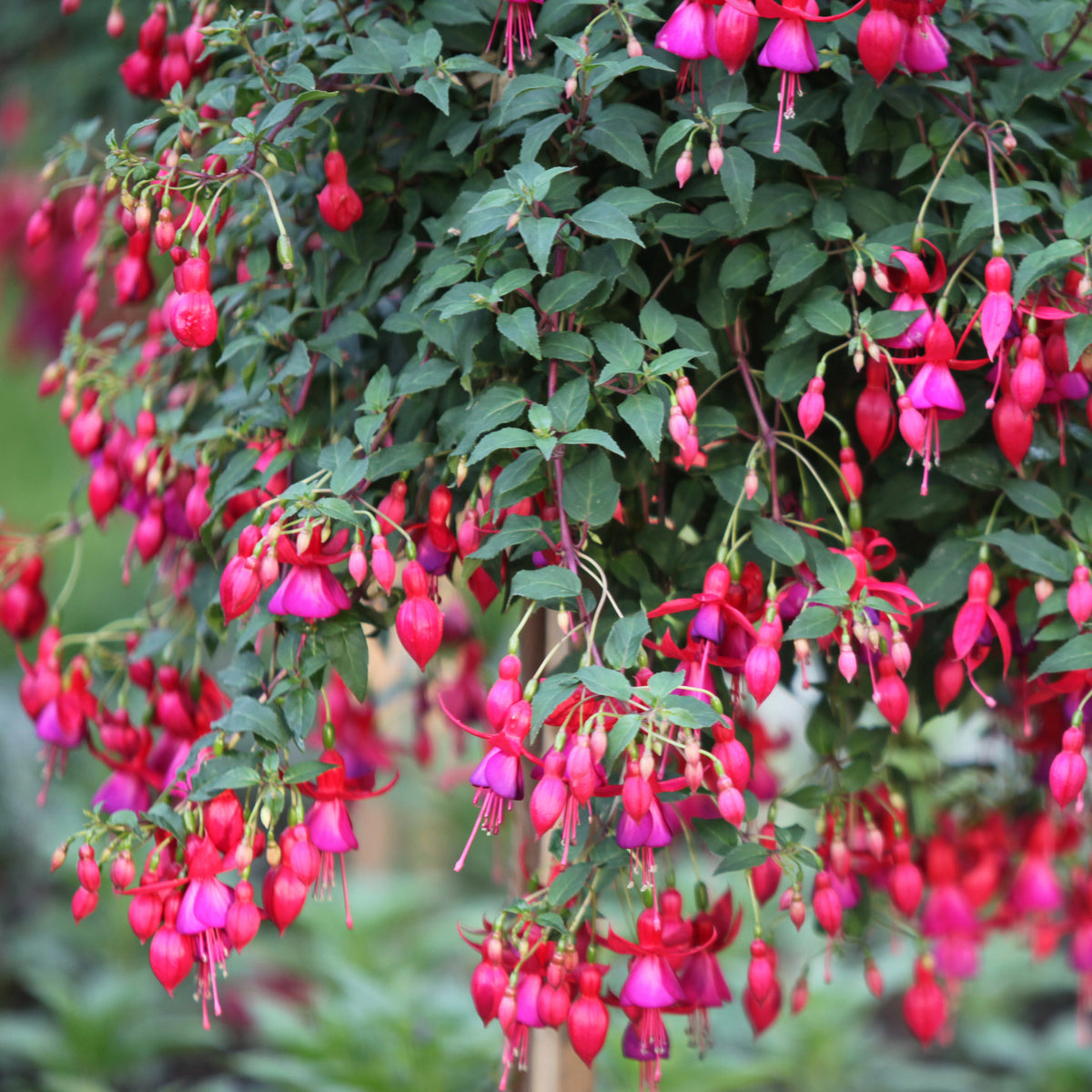 Bellenplant 'Brilliant' (x3) - Fuchsia brilliant - Bakker
