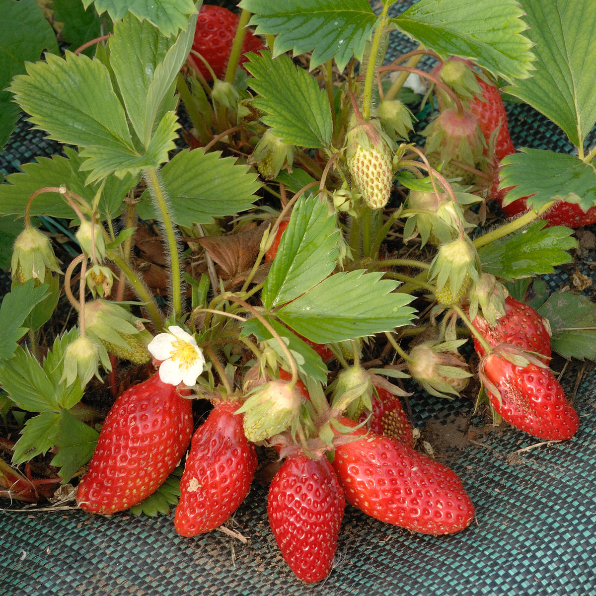 Fragaria x ananassa Gariguette - Aardbei ' Gariguette' - Aardbei
