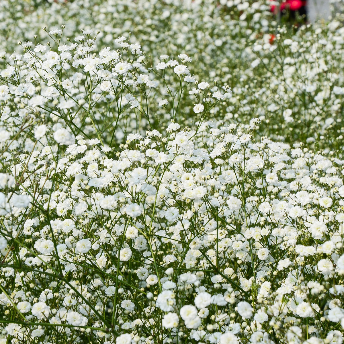 Gypsophila paniculata - Gipskruid (x3) - Gipskruid