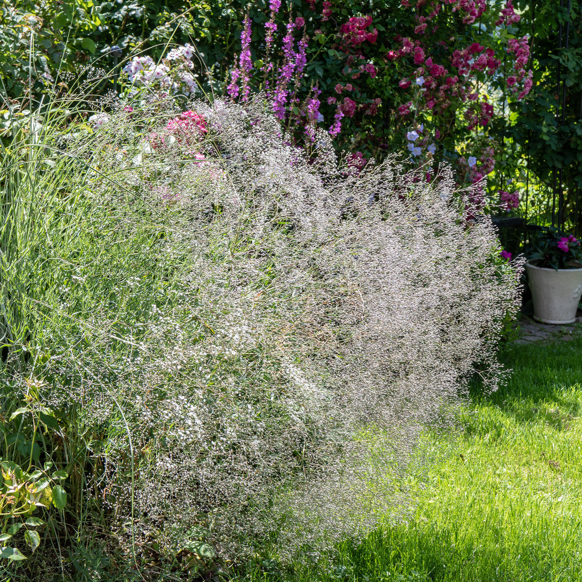 Verkoop Gipskruid (x3) - Gypsophila paniculata