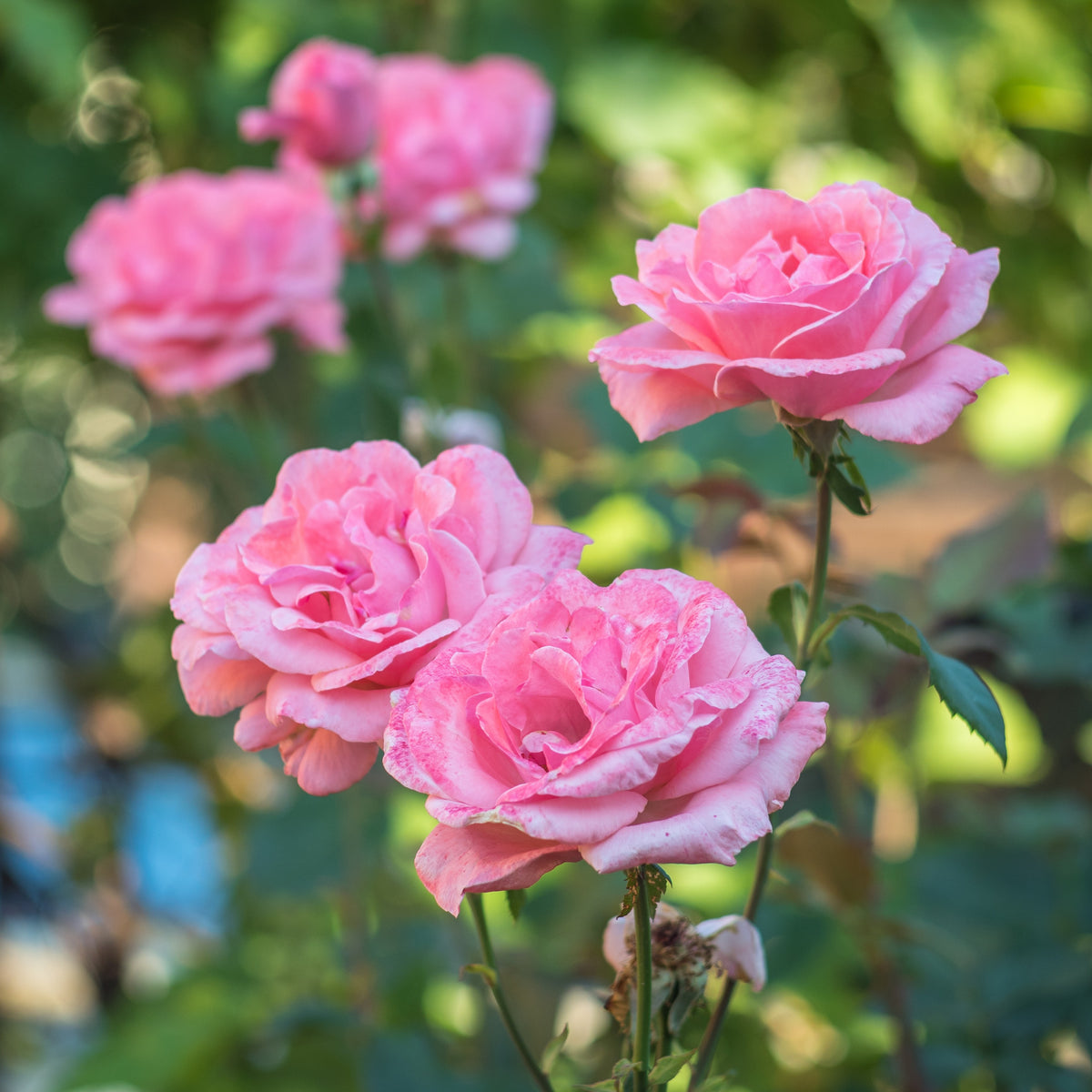 Roos 'Queen Elisabeth' - Rosa Queen Elisabeth - Bakker