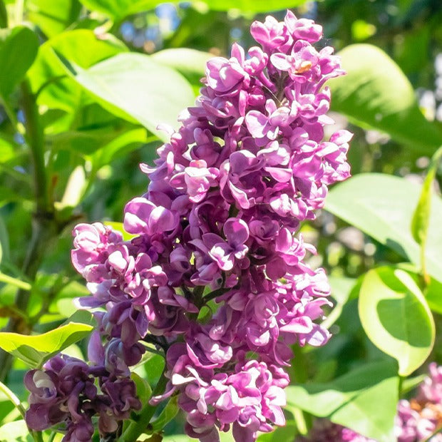 Bloeiende heesters - Collectie dubbele seringen: blauw, rood, lila, wit (x4) - Syringa vulgaris