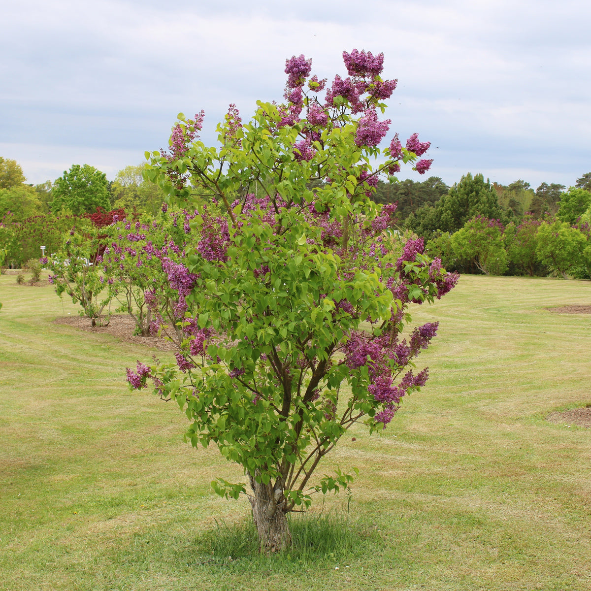 Dubbelbloemige sering - rood - Syringa vulgaris Charles Joly - Bakker