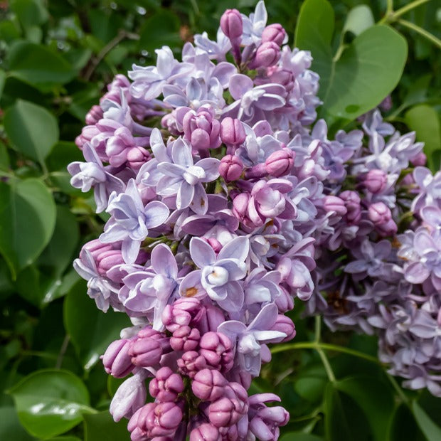 Syringa vulgaris - Collectie dubbele seringen: blauw, rood, lila, wit (x4) - Bloeiende heesters